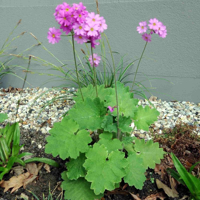 Primula Polyneura (1138)